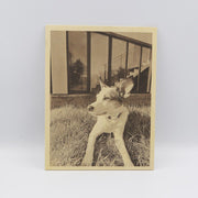 OPT Lasers 001726 Kit Stepcraft laser complet, cu PLH3D-6W-XF+